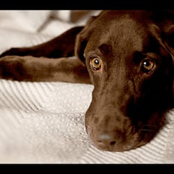 All Creatures Small Animal Hospital