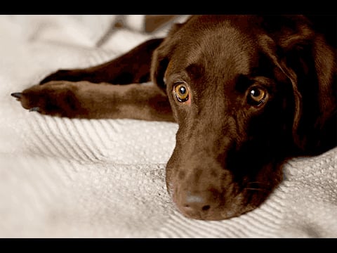 All Creatures Small Animal Hospital - pet boarding facility in Indianola, IA