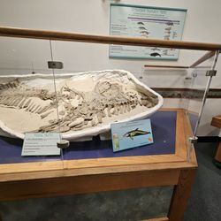 Ralph B. Clark Paleontology Museum