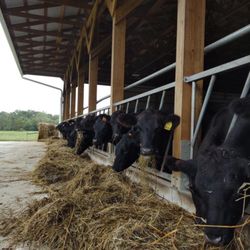 Willow Valley Farm