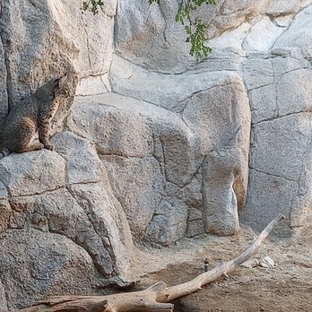 The Living Desert - Zoos Near Me - Palm Desert, California The Living Desert - Zoos Near Me - Palm Desert, California