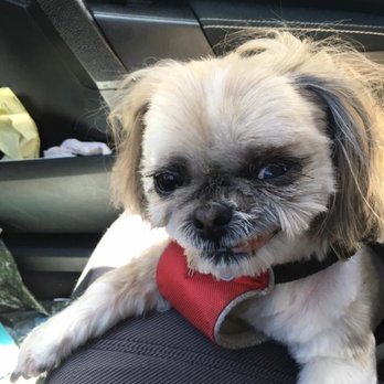 Groom Dog Spaw - Tori is confident after being groomed at Pawz. - Pet Groomers Near Me - San Francisco, California