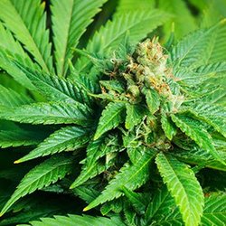 Green Smilez Delivery - Indica provider