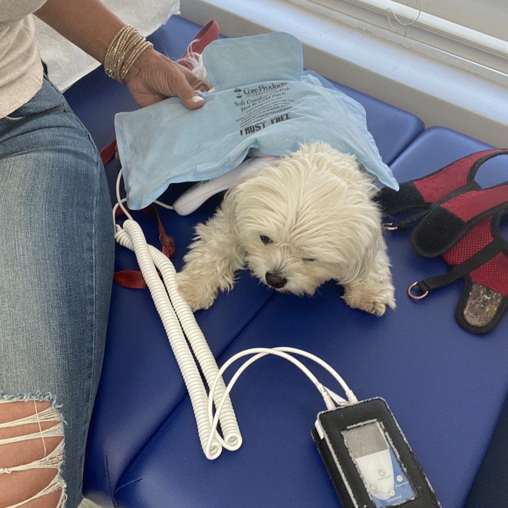 This is my dog getting cold laser therapy This is my dog getting cold laser therapy