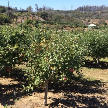 Clearview Orchards - Farmers Market Near Me - Watsonville, California