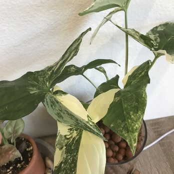 Plantiitas - Syngonium albo!!!!! She grew so much from my initial two cuttings - Home Decor Near Me - Long Beach, California Plantiitas - Syngonium albo!!!!! She grew so much from my initial two cuttings - Home Decor Near Me - Long Beach, California