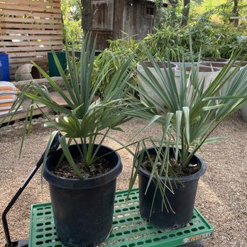 Barton Springs Nursery - Sabal x brazoriensis, in line to check out. - Nurseries & Gardening Near Me - Austin, Texas