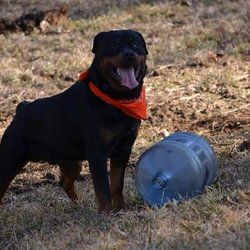 Going To The Dogs - Troy