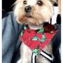 Photo of Annie’s Petgrooming & Stayovers