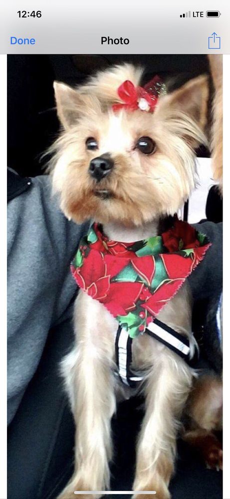 Annie’s Petgrooming & Stayovers - pet boarding facility in Lytle, TX