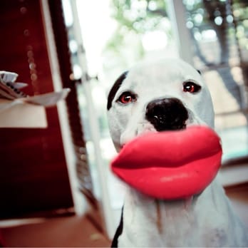 Tesoro - Dog by Claxton. Lips by Tweak! - Home Decor Near Me - Beverly Hills, California Tesoro - Dog by Claxton. Lips by Tweak! - Home Decor Near Me - Beverly Hills, California