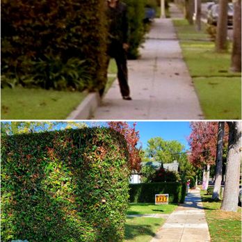Halloween Hedge Scene - Halloween (1978 movie) Hedge Scene is located at 1019 Montrose Ave (& Oxley St) in South Pasadena. Michael peering out at Laurie & Annie. - Local Flavor Near Me - South Pasadena, California Halloween Hedge Scene - Halloween (1978 movie) Hedge Scene is located at 1019 Montrose Ave (& Oxley St) in South Pasadena. Michael peering out at Laurie & Annie. - Local Flavor Near Me - South Pasadena, California