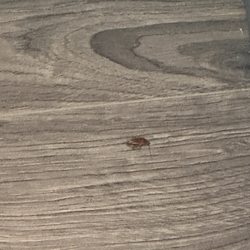 Motel 6 - Cockroach