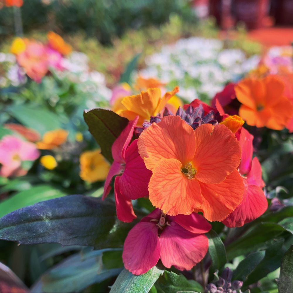 THE GARDEN CORNER 19 Photos & 36 Reviews 21550 SW 108th Ave