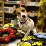 Photo of Wholistic Paws