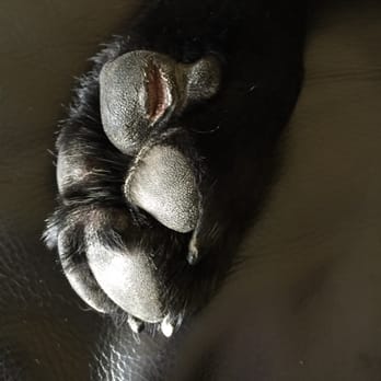 Petropawlis - Pet Sitting Near Me - Minneapolis, Minnesota