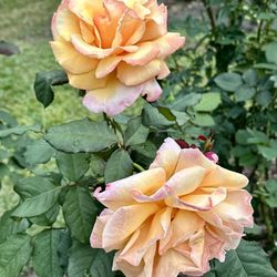 Mead Botanical Garden