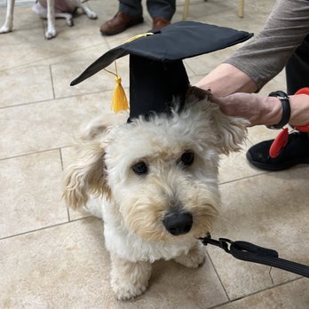 PetSmart - Graduating beginners class! - Pet Stores Near Me - Chantilly, Virginia