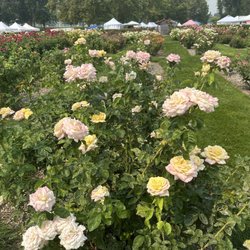 Roses