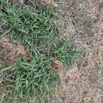 TruGreen Lawn Care - Crab grass that is thriving with dead grass around it. - Tree Services Near Me - Hickory Hills, Illinois TruGreen Lawn Care - Crab grass that is thriving with dead grass around it. - Tree Services Near Me - Hickory Hills, Illinois