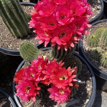 Waterwise Botanicals - Nurseries & Gardening Near Me - Bonsall, California