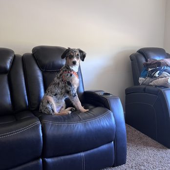 Grooming For Good - After - Pet Groomers Near Me