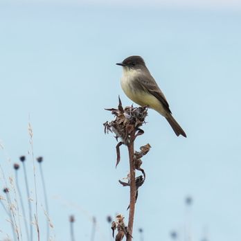 Montrose Point Bird Sanctuary - Gnat catcher?!?! - Hiking Near Me - Chicago, Illinois Montrose Point Bird Sanctuary - Gnat catcher?!?! - Hiking Near Me - Chicago, Illinois