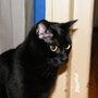 Photo of The Cocalico Cat & Gingham Dog Animal Hospital