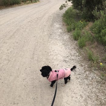 Tijuana River Valley - Our dog wearing gauze shoes lol - RV Parks Near Me - San Diego, California Tijuana River Valley - Our dog wearing gauze shoes lol - RV Parks Near Me - San Diego, California