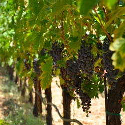 Tom Eddy Winery - Kerry's Vineyard, our estate Cabernet Sauvignon