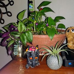 Inga Darling's Plants and More - Wandering Dude, Golden Photo & Air Plant