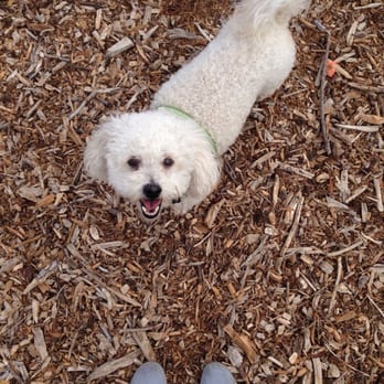 Wrigley Heights Dog Park - Happy doggy - Dog Parks Near Me - Long Beach, California Wrigley Heights Dog Park - Happy doggy - Dog Parks Near Me - Long Beach, California