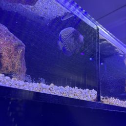 Cool fish