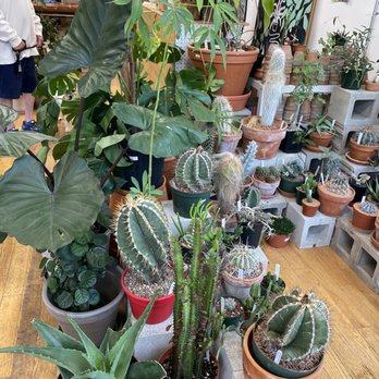 Plant Shop Chicago - Retail area - Nurseries & Gardening Near Me - Chicago, Illinois Plant Shop Chicago - Retail area - Nurseries & Gardening Near Me - Chicago, Illinois