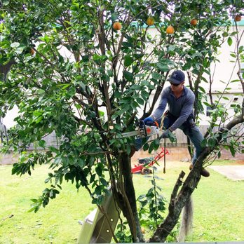 Bassett Tree Service - Tree Services Near Me Bassett Tree Service - Tree Services Near Me