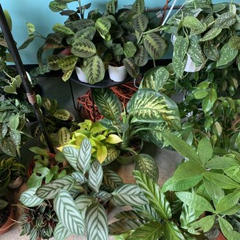 Latinx With Plants - Nurseries & Gardening Near Me - Los Angeles, California