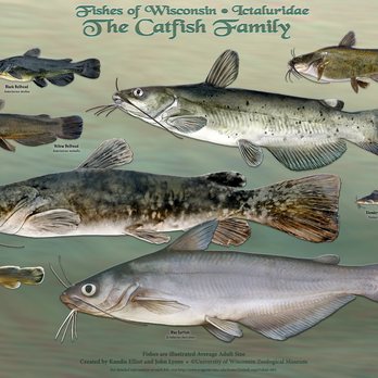 Fish A While Lake - The catfish family - Lakes Near Me - Griffith, Indiana