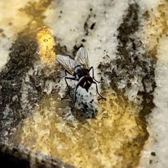 Hawkeye & Huckleberry Lounge - My dinner companion, one of the many flys inside of the restaurant and around my food, yuck! - Lounges Near Me - Bend, Oregon Hawkeye & Huckleberry Lounge - My dinner companion, one of the many flys inside of the restaurant and around my food, yuck! - Lounges Near Me - Bend, Oregon