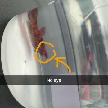 PetSmart Dog Training - Female Koi betta with a missing eye (I was given this fish for free from the store) - Pet Stores Near Me - Plain City, Ohio