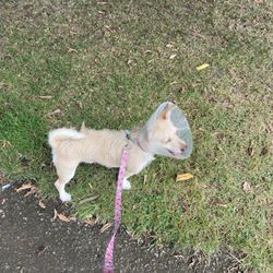 Wallace Park - Prescott (dog) in cone on grass area