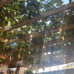 Real outdoor grape vine covered patio' Real outdoor grape vine covered patio'