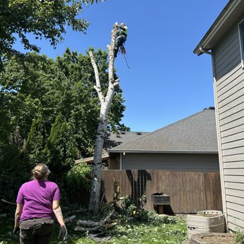Healthy Tree - Tree Services Near Me - Albany, Oregon Healthy Tree - Tree Services Near Me - Albany, Oregon