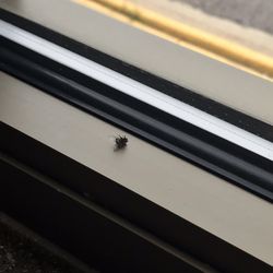 Dead flies everywhere