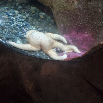 Seattle Aquarium - Aquariums Near Me - Seattle, Washington