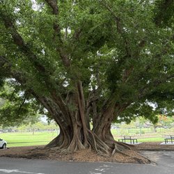 New Farm Park