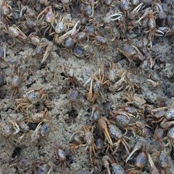Destin Marina - Live fiddler crabs great for catching sheepshead.