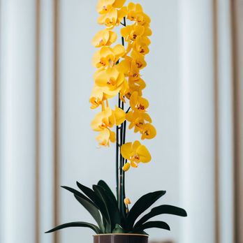 Donya's Florals - Floral Designers Near Me Donya's Florals - Floral Designers Near Me