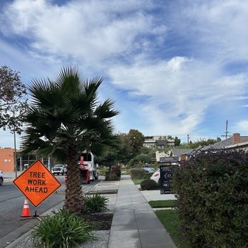 Tree65 Tree Care - During - Tree Services Near Me