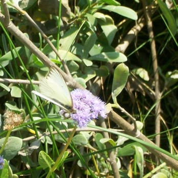 Butterfly Garden - Parks Near Me - Port Isabel, Texas Butterfly Garden - Parks Near Me - Port Isabel, Texas