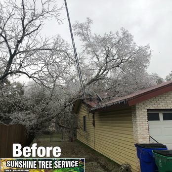 Sunshine Tree Service - a tree that has fallen down - Tree Services Near Me Sunshine Tree Service - a tree that has fallen down - Tree Services Near Me